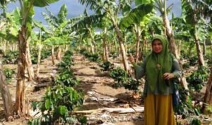 Menjadikan_pohon_pisang_sebagai_naungan_kopi